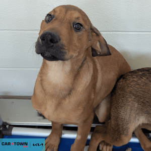 Website Pet Pictures(360)