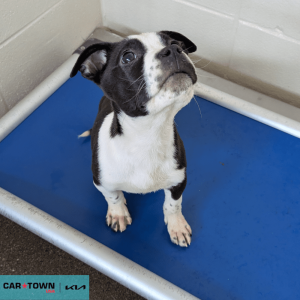 Website Pet Pictures(361)