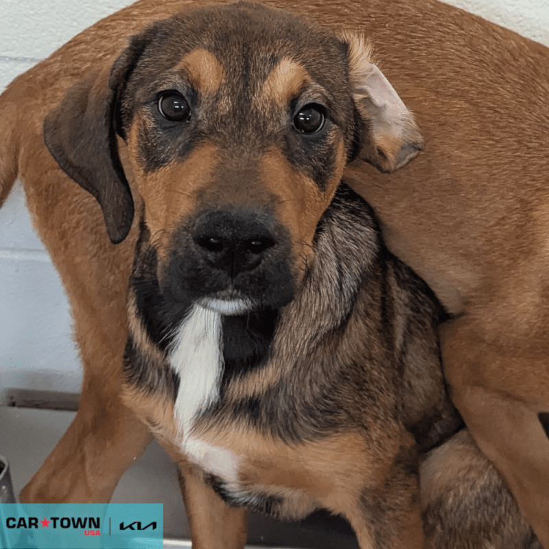 Website Pet Pictures(363)