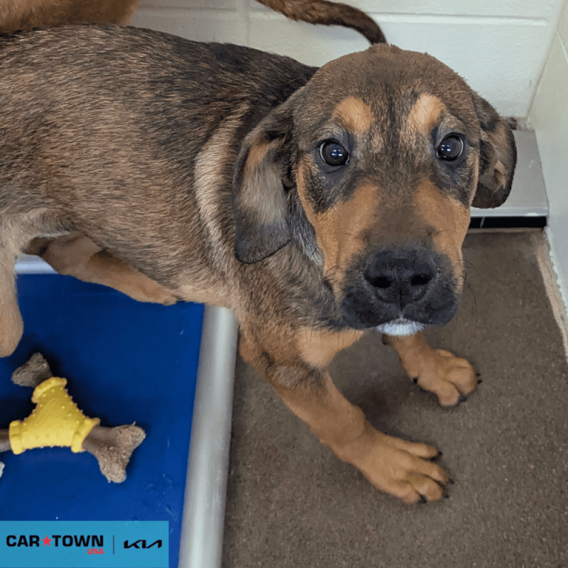 Website Pet Pictures(364)