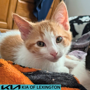 Website Pet Pictures(366)