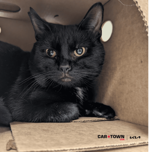 Website Pet Pictures(37)