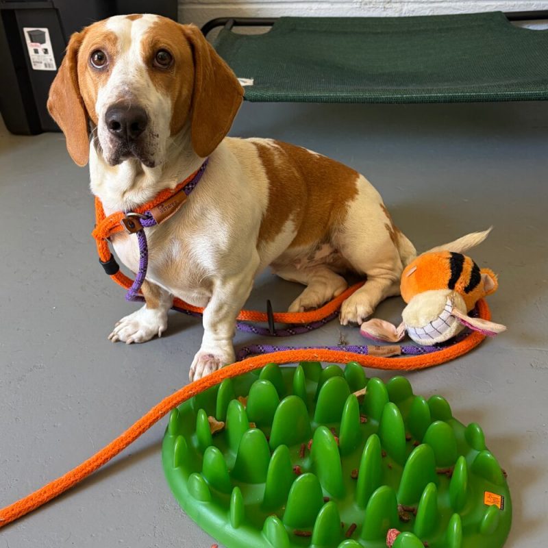 Website Pet Pictures(37)