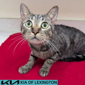 Website Pet Pictures(370)