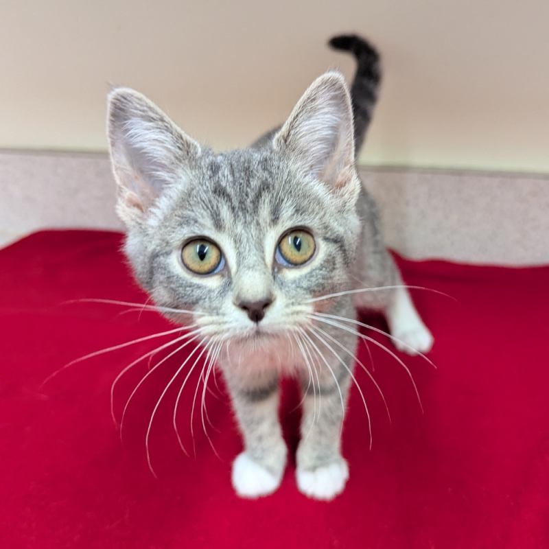 Website Pet Pictures(373)