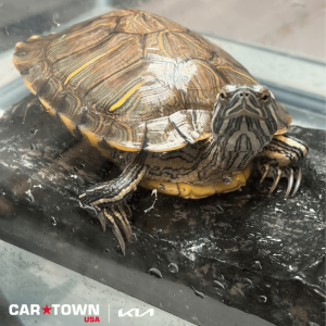 Website Pet Pictures(375)