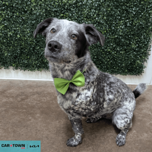 Website Pet Pictures(381)