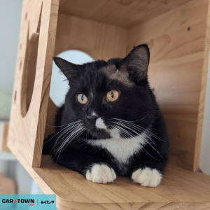 Website Pet Pictures(382)