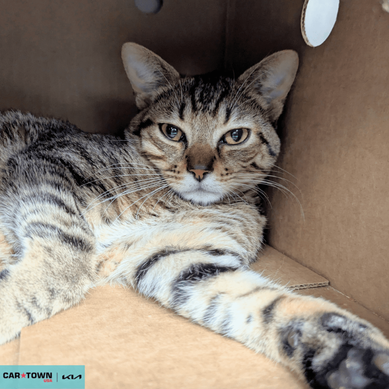 Website Pet Pictures(384)