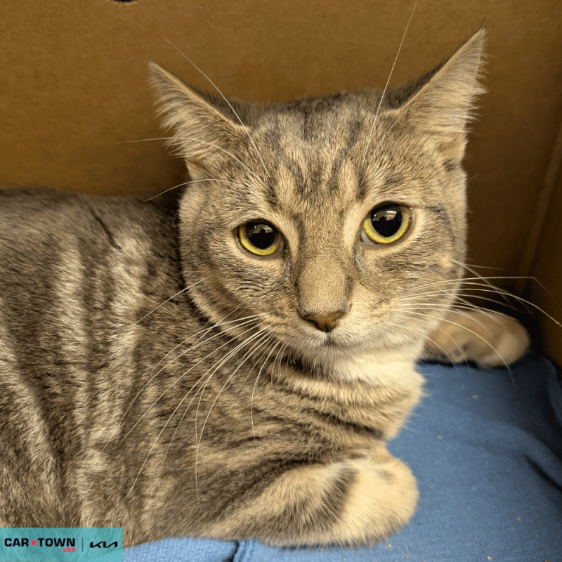 Website Pet Pictures(385)