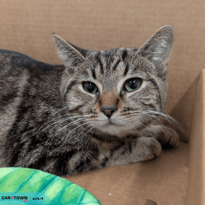 Website Pet Pictures(392)