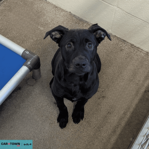 Website Pet Pictures(394)