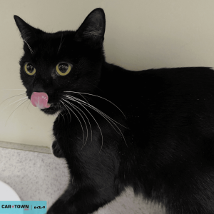 Website Pet Pictures(4)