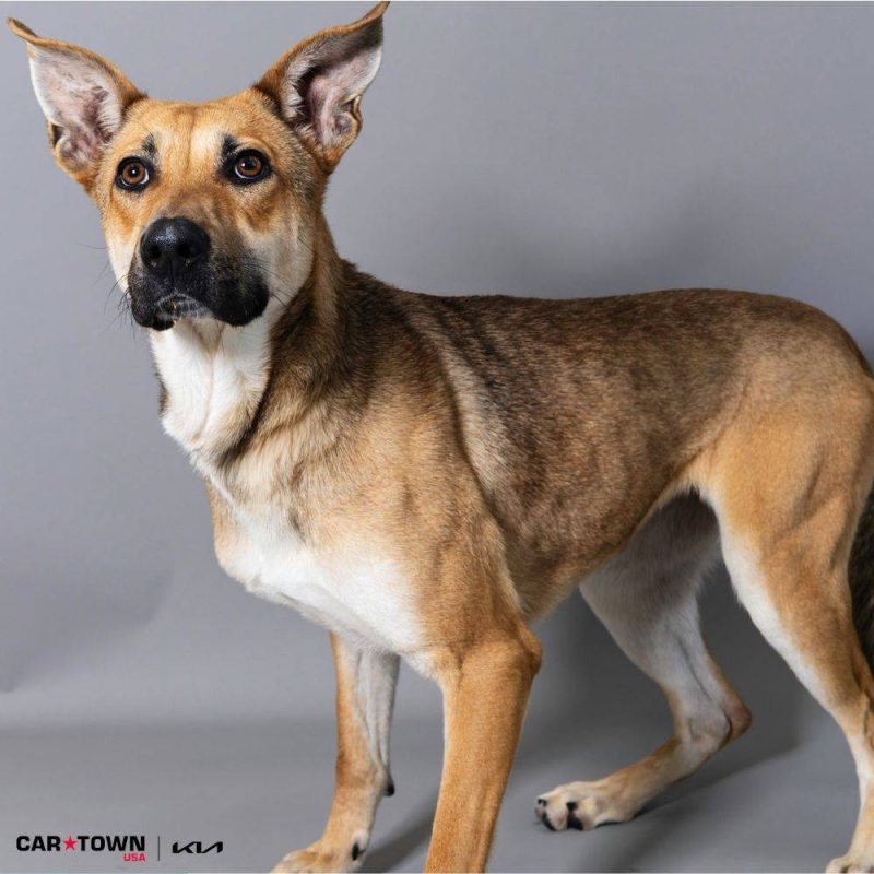 Website Pet Pictures(4)