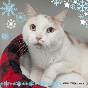 Website Pet Pictures(406)