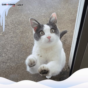 Website Pet Pictures(408)