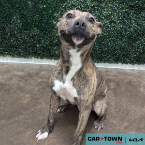 Website Pet Pictures(415)(1)