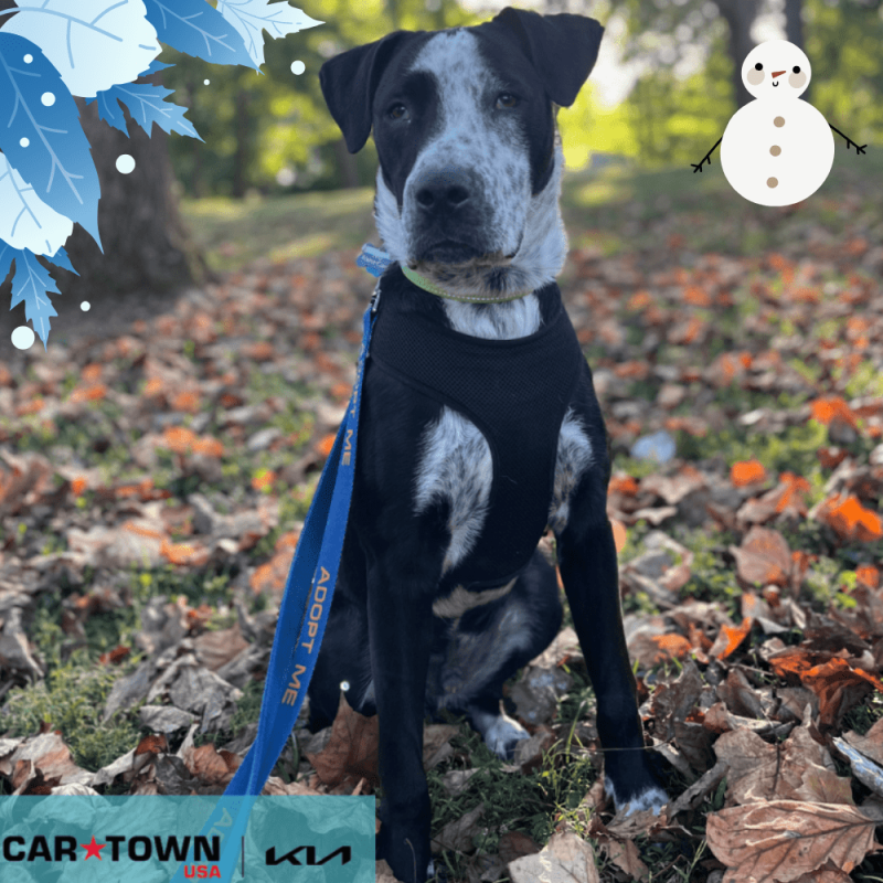 Website Pet Pictures(417)