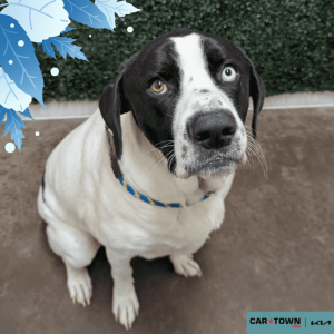 Website Pet Pictures(421)