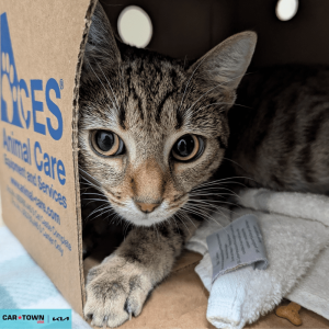 Website Pet Pictures(425)