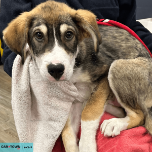 Website Pet Pictures(426)