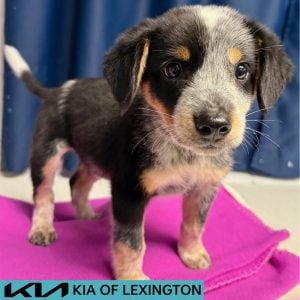 Website Pet Pictures(426)