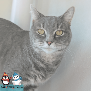 Website Pet Pictures(427)