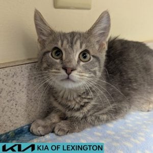 Website Pet Pictures(427)