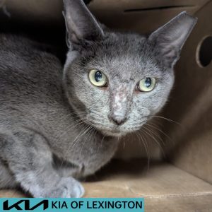Website Pet Pictures(43)