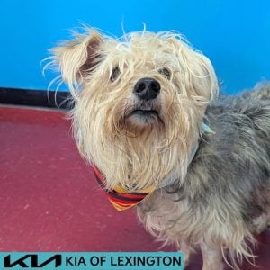 Website Pet Pictures(430)