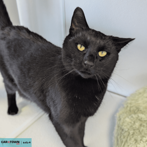 Website Pet Pictures(436)