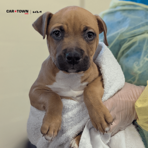 Website Pet Pictures(442)