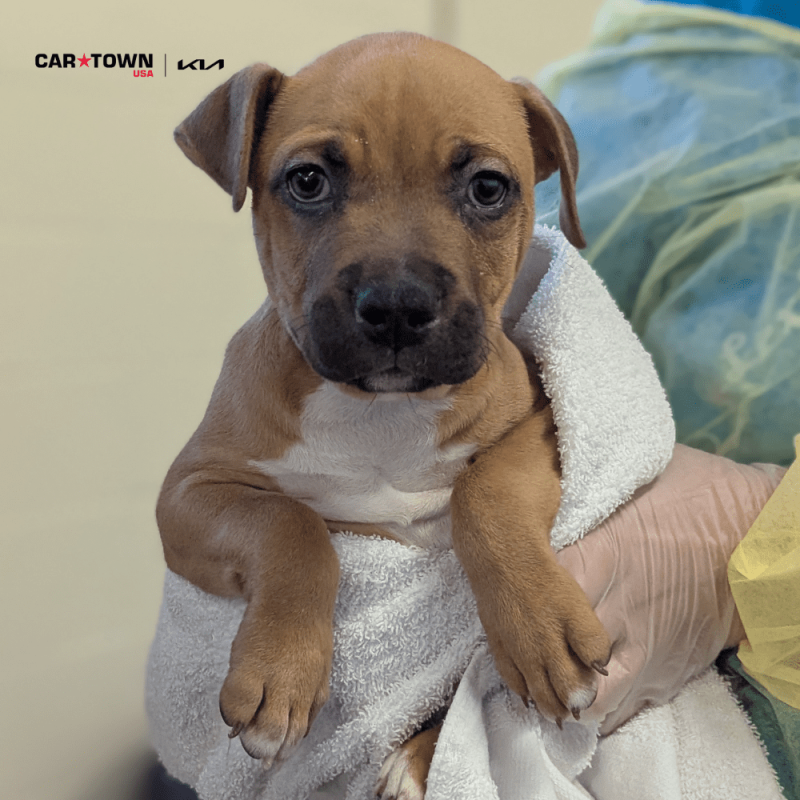 Website Pet Pictures(442)