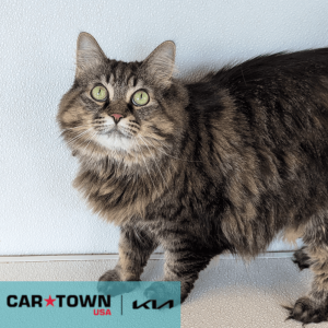 Website Pet Pictures(442)