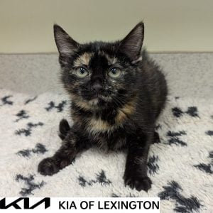 Website Pet Pictures(442)