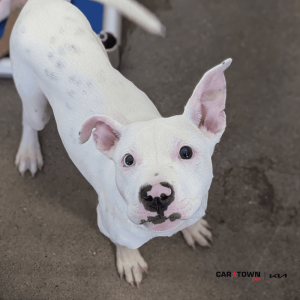 Website Pet Pictures(443)