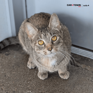 Website Pet Pictures(444)