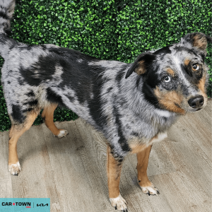 Website Pet Pictures(446)