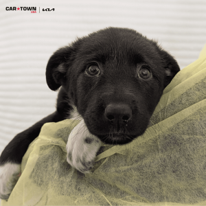 Website Pet Pictures(449)