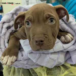 Website Pet Pictures(450)