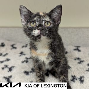 Website Pet Pictures(450)