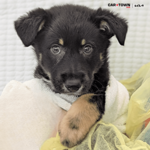 Website Pet Pictures(451)