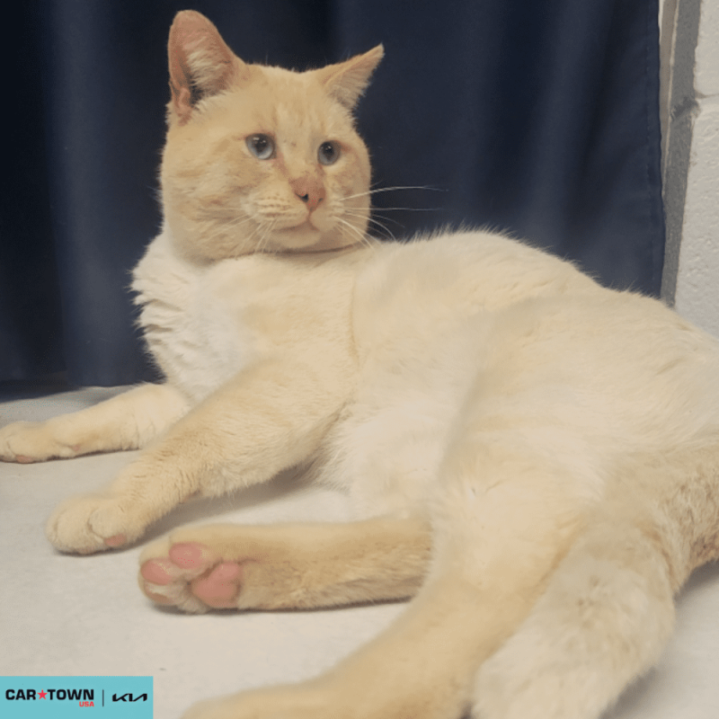 Website Pet Pictures(452)