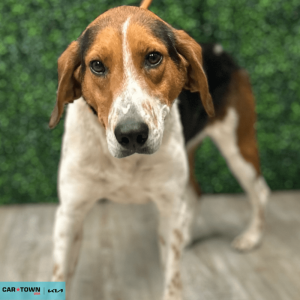 Website Pet Pictures(458)