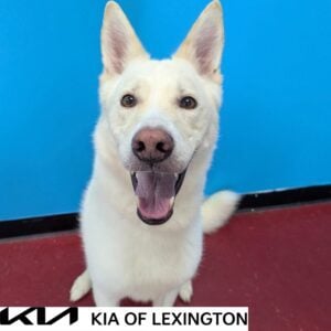 Website-Pet-Pictures459-300x300