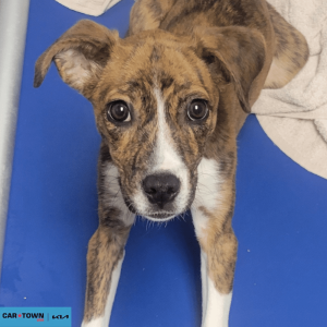 Website Pet Pictures(459)