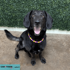 Website Pet Pictures(465)