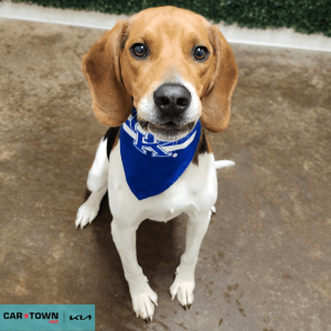 Website Pet Pictures(467)