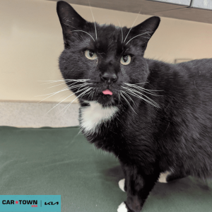 Website Pet Pictures(468)