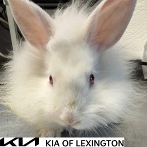 Website Pet Pictures(468)